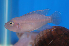 Neolamprologus brevis žvejyba