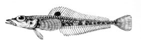 Prionodraco evansii žvejyba