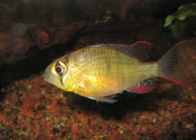 Mikrogeophagus altispinosus žvejyba
