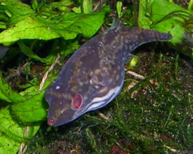 Carinotetraodon irrubesco žvejyba