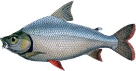 Semaprochilodus brama žvejyba