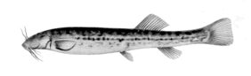 Trichomycterus areolatus žvejyba