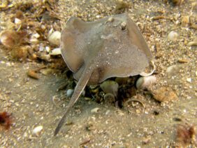 Urolophus paucimaculatus žvejyba