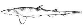 Galeus antillensis žvejyba