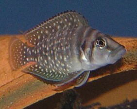 Altolamprologus calvus žvejyba