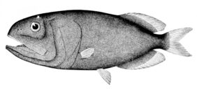 Rondeletia bicolor žvejyba
