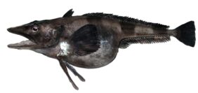 Chionobathyscus dewitti žvejyba
