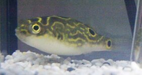 Tetraodon biocellatus žvejyba