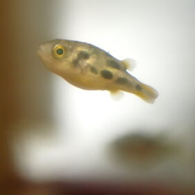 Carinotetraodon travancoricus žvejyba