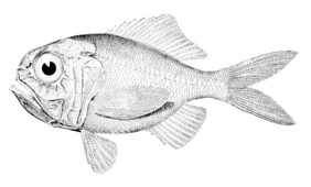 Hoplostethus mediterraneus trunovi žvejyba