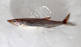 Acestrorhynchus minimus žvejyba