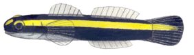 Elacatinus pridisi žvejyba