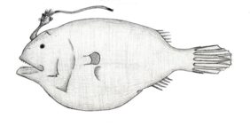 Phyllorhinichthys balushkini žvejyba