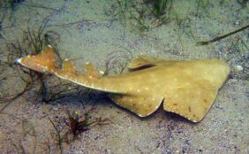 Squatina australis žvejyba