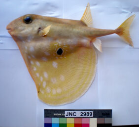 Triodon macropterus žvejyba