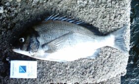 Acanthopagrus schlegelii schlegelii žvejyba
