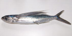 Cheilopogon pinnatibarbatus japonicus žvejyba