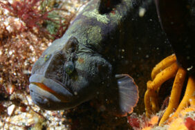 Cebidichthys violaceus žvejyba