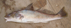 Menticirrhus americanus žvejyba