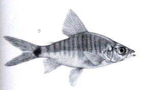 Xenocharax spilurus žvejyba