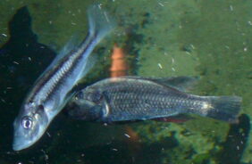 Haplochromis thereuterion žvejyba