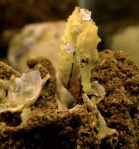 Hippocampus patagonicus žvejyba