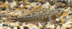 Mugilogobius abei žvejyba