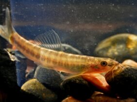 Nemacheilus chrysolaimos žvejyba