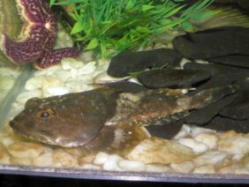Argyrocottus zanderi žvejyba