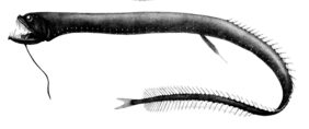Idiacanthus atlanticus žvejyba