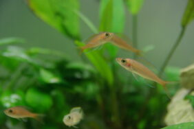 Paracyprichromis nigripinnis žvejyba