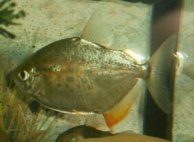 Metynnis lippincottianus žvejyba