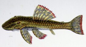 Lasiancistrus schomburgkii žvejyba
