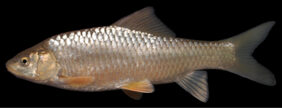 Carasobarbus chantrei žvejyba