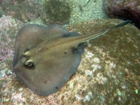 Urolophus kapalensis žvejyba