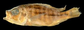Hemitaeniochromis brachyrhynchus žvejyba