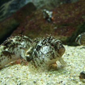 Paracentropogon rubripinnis žvejyba