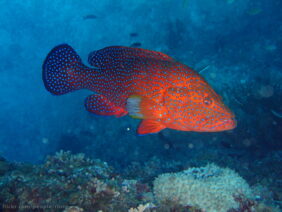 Cephalopholis miniata žvejyba Egipte