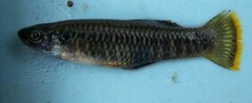 Brachyrhaphis rhabdophora žvejyba