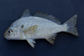 Leiostomus xanthurus žvejyba