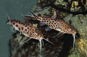 Synodontis grandiops žvejyba