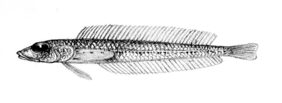 Hemerocoetes pauciradiatus žvejyba