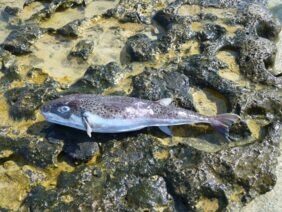 Lagocephalus spadiceus žvejyba