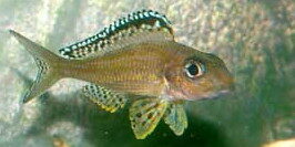 Xenotilapia papilio žvejyba
