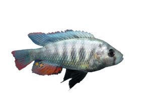 Haplochromis pundamilia žvejyba