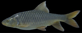 Carasobarbus exulatus žvejyba