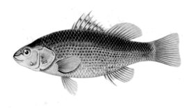 Percilia gillissi žvejyba