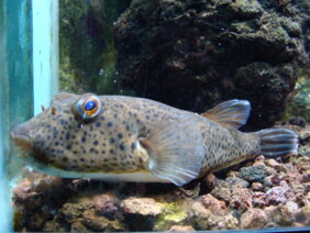 Sphoeroides marmoratus žvejyba