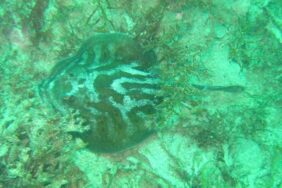Urolophus maculatus žvejyba