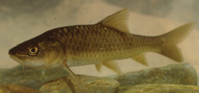 Carasobarbus apoensis žvejyba
